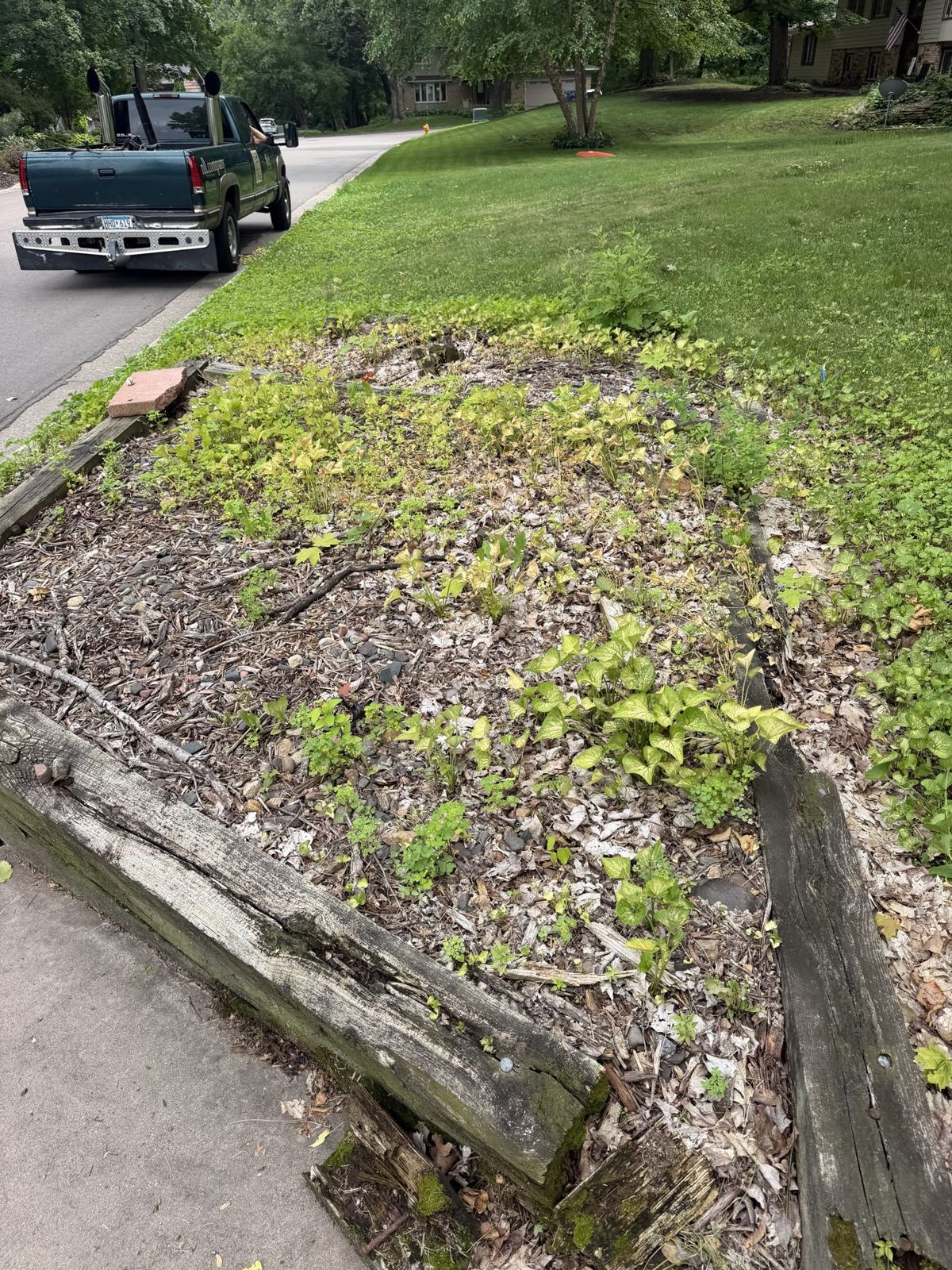 Brush & Buckthorn Removal by Northern Lawn & Landscaping